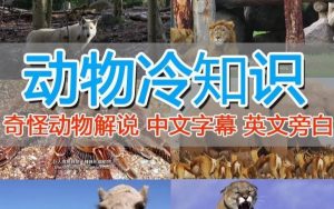 外面卖1699的国外纪录片解说（动物解说、美食、动画片）稳过中视频-易得个人分享